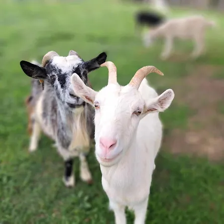 Guest house Gyuemoelcsliget Vendeghaz Csehimindszent