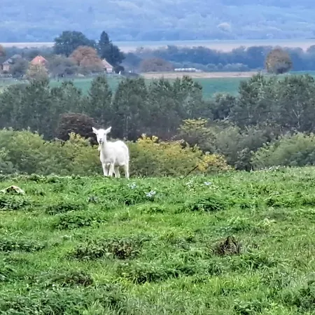 Gyuemoelcsliget Vendeghaz